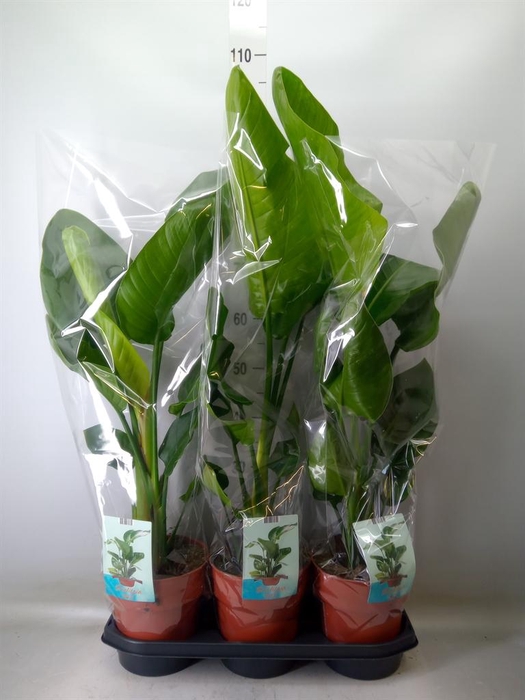 <h4>Strelitzia nicolai</h4>