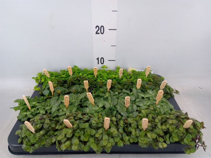<h4>Planten  ..mix</h4>