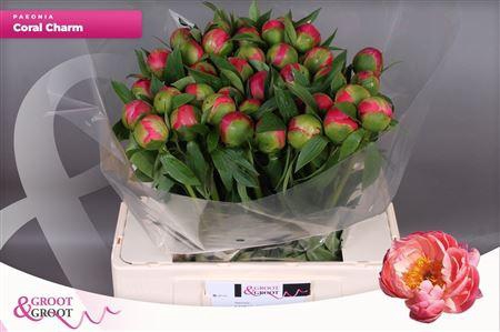 <h4>Paeo L Coral Charm</h4>