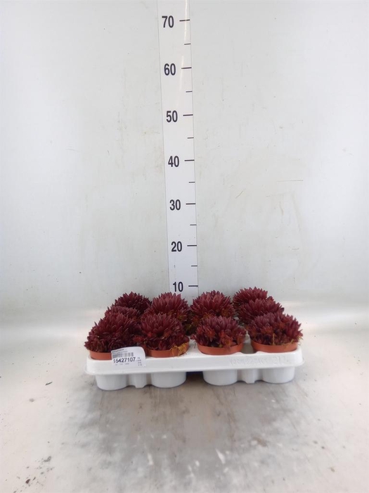 <h4>Sempervivum   ...</h4>