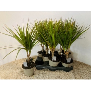 DRA MARGINATA