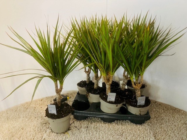 <h4>DRA MARGINATA</h4>