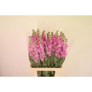 MATTH IRON DEEP PINK