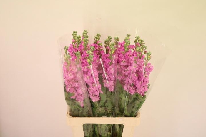 <h4>MATTH IRON DEEP PINK</h4>