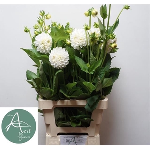 Dahl (Ball Grp) Boom Boom White