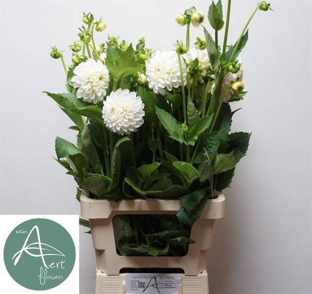<h4>Dahl (Ball Grp) Boom Boom White</h4>