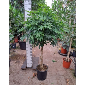 Schefflera arbor. 'Compacta'