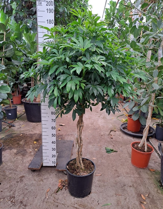 <h4>Schefflera arbor. 'Compacta'</h4>