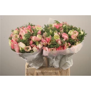 Anemone Levante Pink