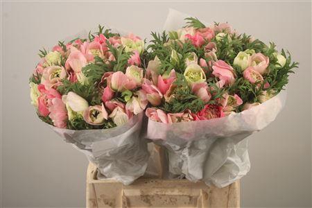 <h4>Anemone Levante Pink</h4>