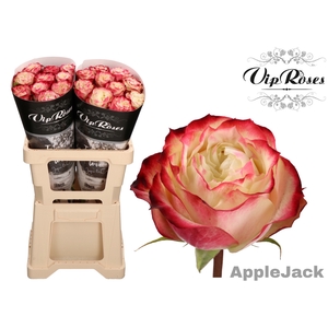 R GR APPLE JACK COLD