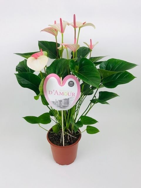 Anthurium Andr. Fantasy Love