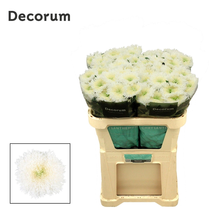 <h4>CHRYSANTHEMUM PL 'ETRUSKO WHITE'</h4>