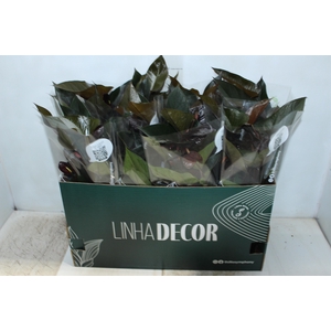 ANTHURIUM BEAUTY BLACK P15