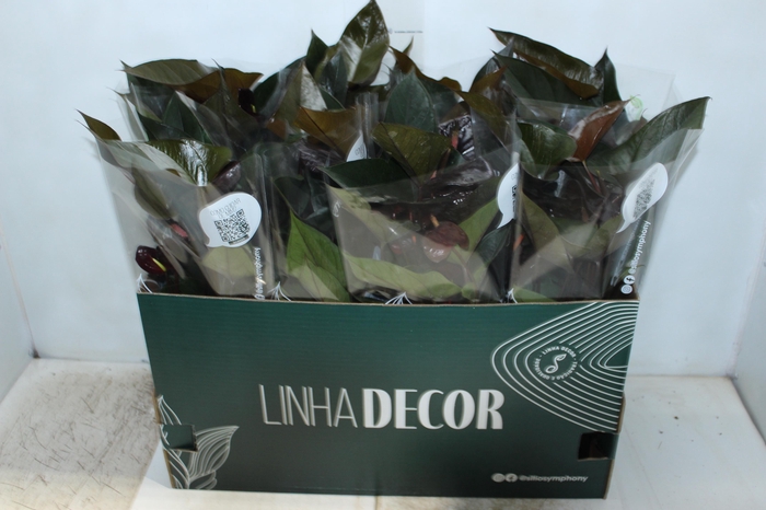 <h4>ANTHURIUM BEAUTY BLACK P15</h4>