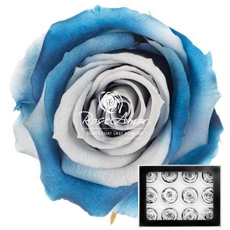 <h4>S Blu05</h4>