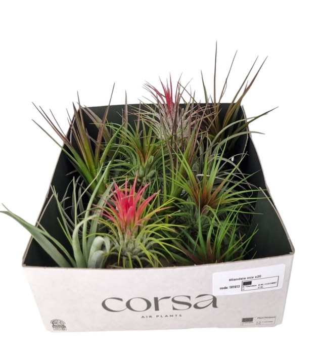 <h4>Tillandsia</h4>