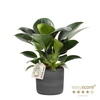 PHILODENDRON ERUBESCENS P10 RAW BLACK