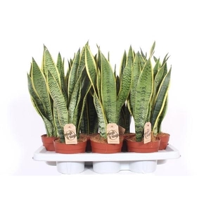 Sansevieria trifasciata 'Laurentii'