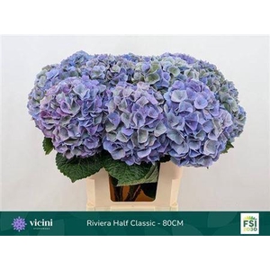 Hydr M My Riviera Cl 80cm
