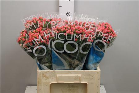 <h4>Hyp Coco Casino</h4>