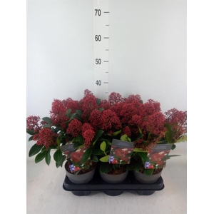 Skimmia jap. 'Rubella'