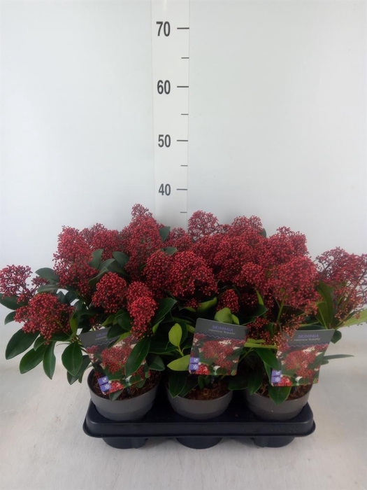 <h4>Skimmia jap. 'Rubella'</h4>