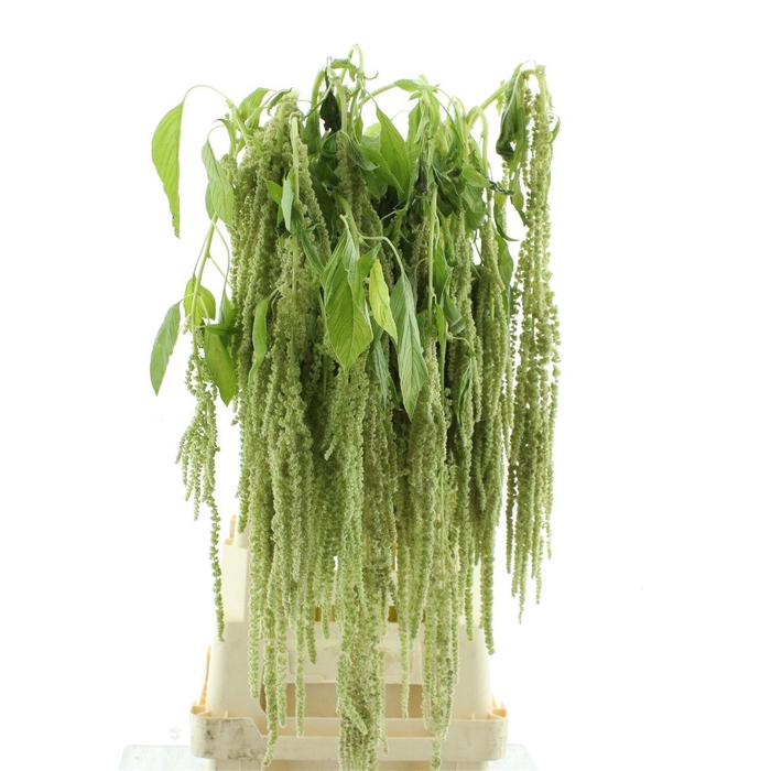 <h4>Amaranthus Hang Groen Super</h4>