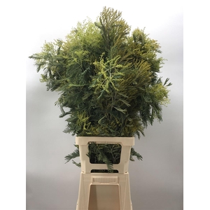 Acacia D Gauloise 1000gr Verde