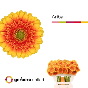 Germini Ariba  Water