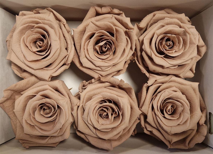 <h4>Ro Pres Classic Latte</h4>