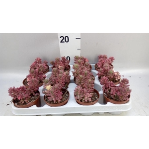 Sedum rubrotinctum 'Aurora'