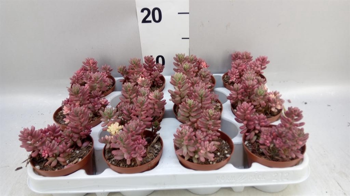 <h4>Sedum rubrotinctum 'Aurora'</h4>
