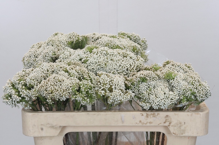 <h4>Ozothamnus Booming White</h4>