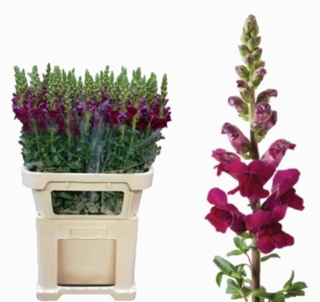 <h4>ANTIR POTO CRIMSON</h4>