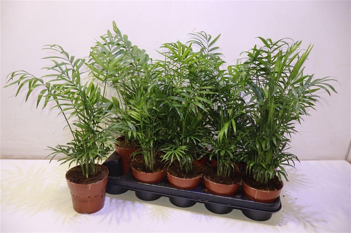 <h4>arr8 Chamaed Elegans</h4>