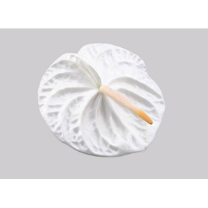 ANTHURIUM ACROPOLIS 11/13 040 CM DIAM MIN 11 CM BRANCO