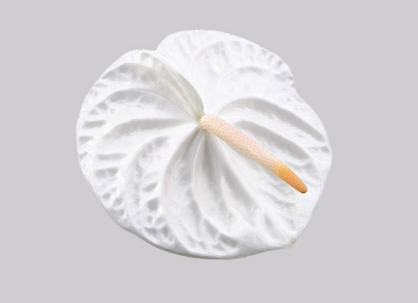 <h4>ANTHURIUM ACROPOLIS 11/13 040 CM DIAM MIN 11 CM BRANCO</h4>