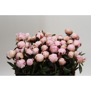 Paeonia Reine Hortense
