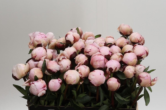 <h4>Paeonia Lact. Reine Hortense</h4>