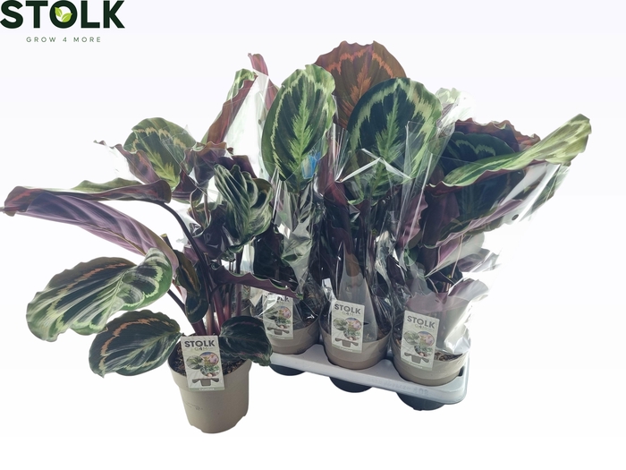 <h4>CALAT MEDALLION</h4>