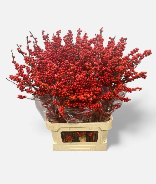 <h4>ILEX VE RODE BES</h4>