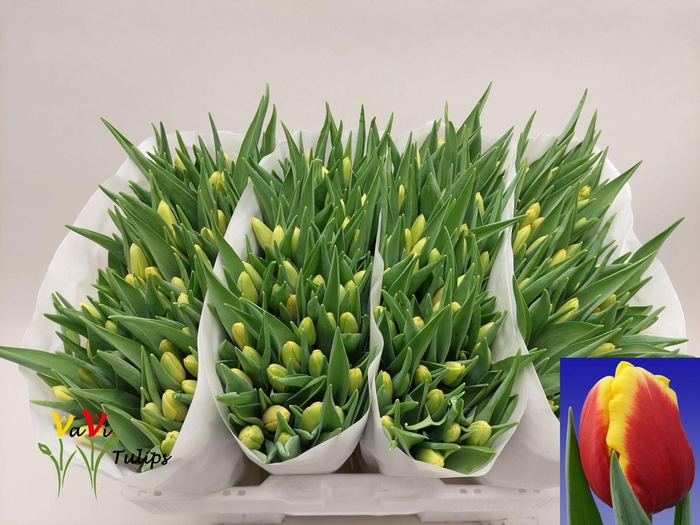 <h4>TU EN DENMARK</h4>