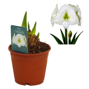 Hippeastrum Denver 3 knop