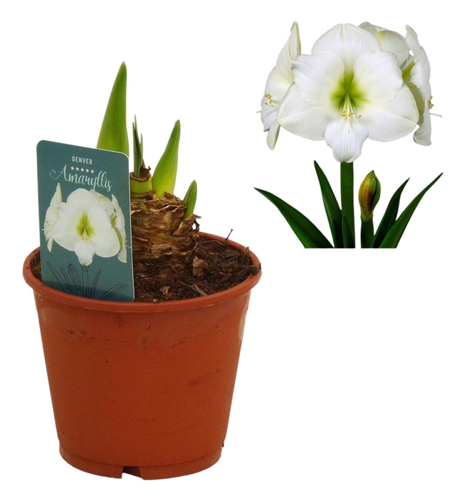 <h4>Hippeastrum Denver 3 knop</h4>