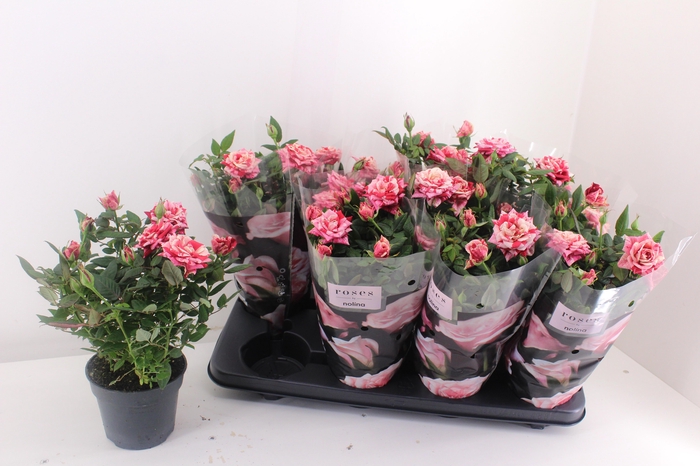 <h4>RO GANNA HIT</h4>