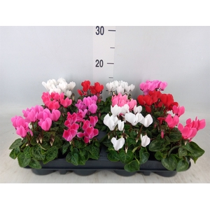 Cyclamen KL 'Verano'