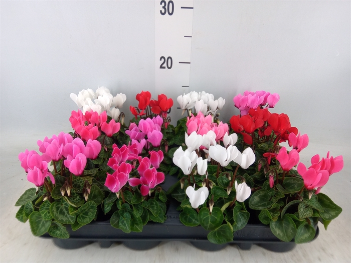 <h4>Cyclamen KL 'Verano'</h4>