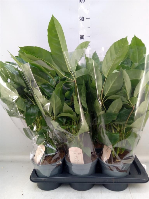 <h4>Schefflera actin.</h4>