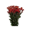 CRISANTEMO SANTINI ARMY 080 CM VERMELHO